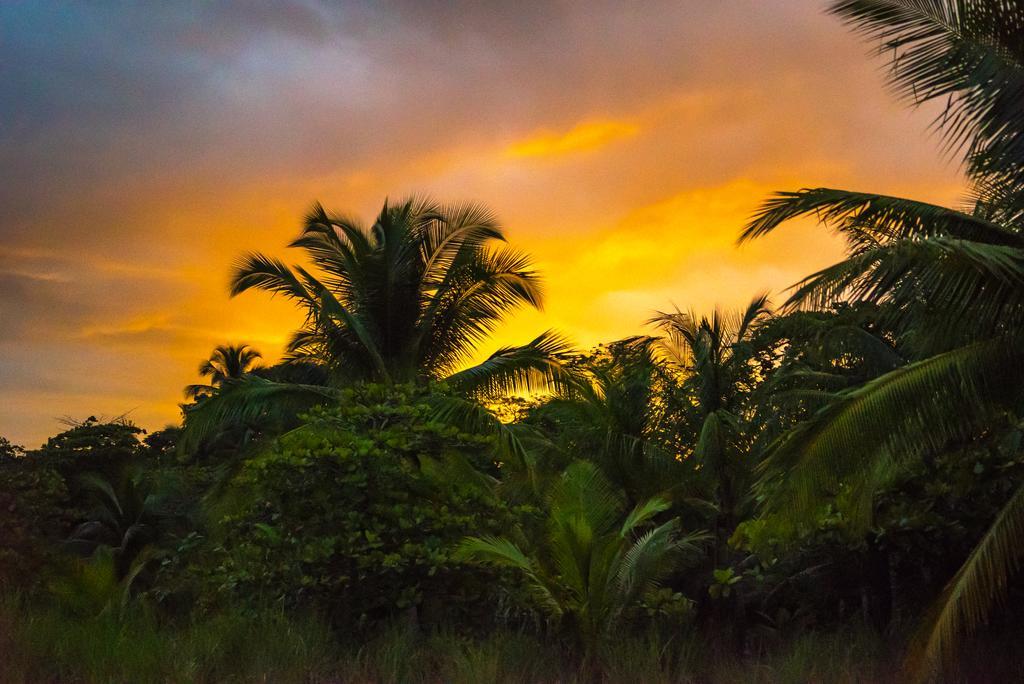 Punta Preciosa Bed & Breakfast Puerto Jimenez Bagian luar foto